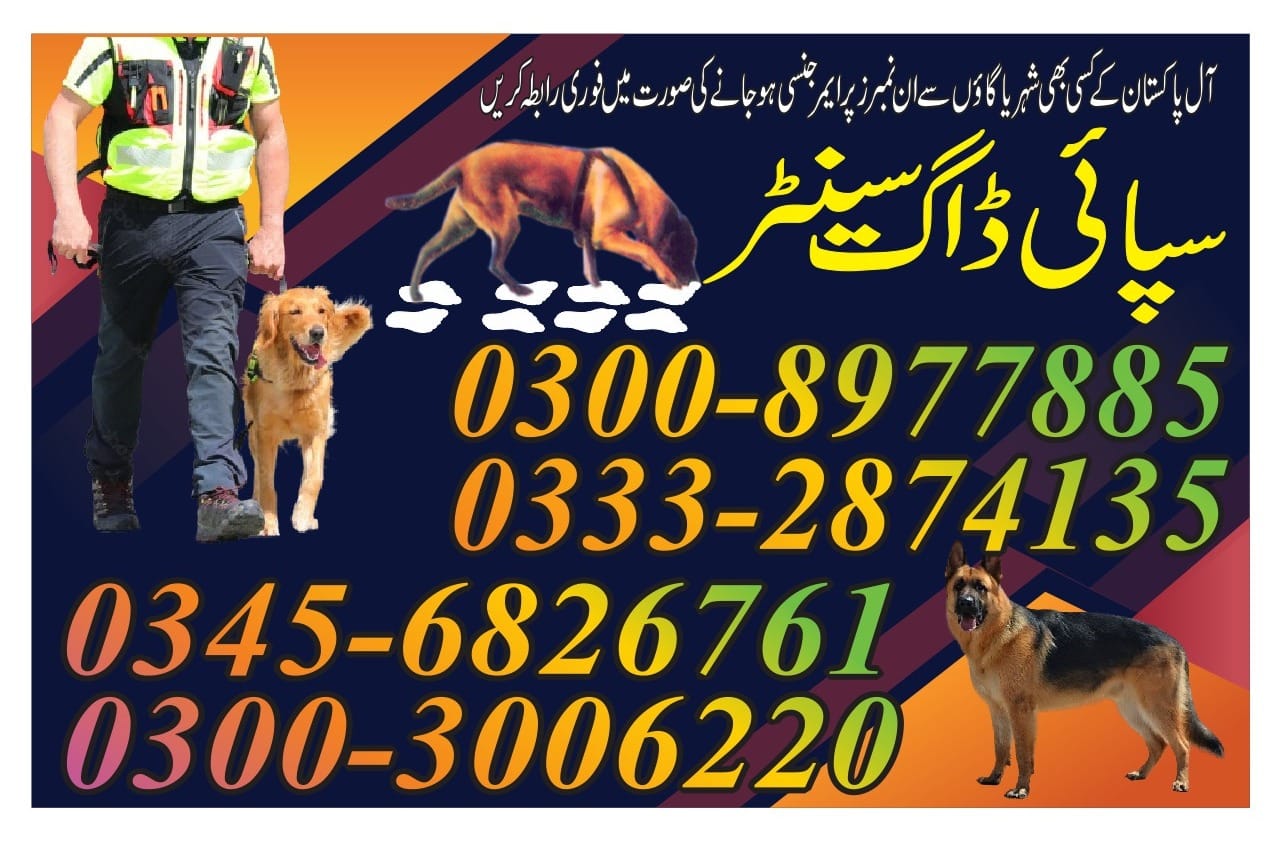 Professional Army Dog Center DERA ISMAIL KHAN - Trained German Shepherd for Security Services