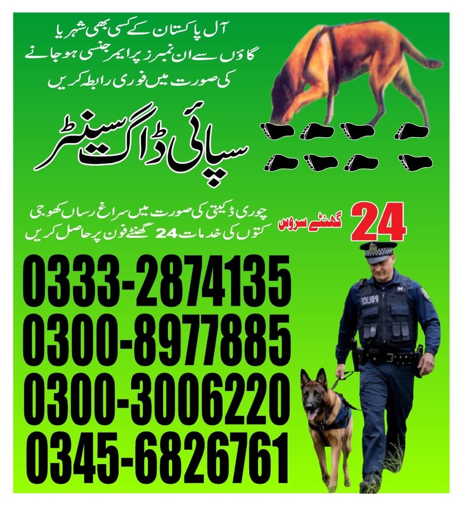 Professional Army Dog Center - Trained German Shepherd for Security Services