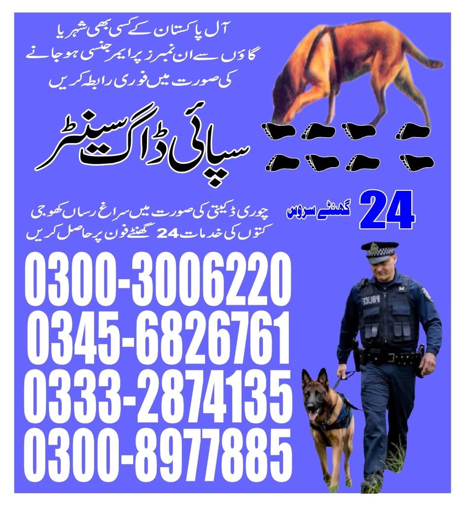 Professional Army Dog Center PAKISTAN - Trained German Shepherd for Security Services