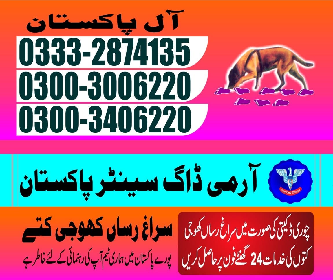 Professional Army Dog Center RAWALPINDI - Trained German Shepherd for Security Services
