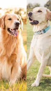 Army dog center |hyderabad  cantt  24/703332874135