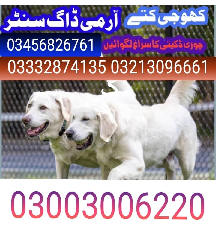 Army Dog Center  thatta | | 24/7 | 03332874135 | 03003406220