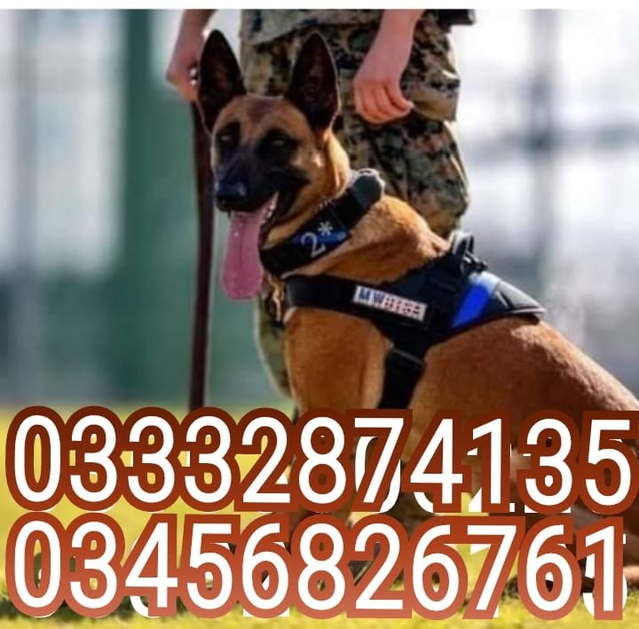 Army Dog Center.       03008977885 03332874135