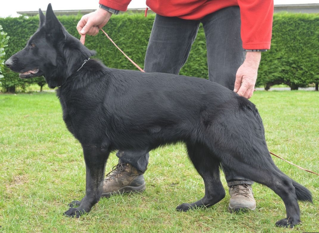 The power of a dog, whether "normal" or "skillful," lies in its abilities and training, not just its physical strength. Here's a comparison to understand their potential: 03332874135