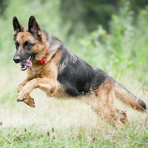 The specialty of dogs: 03332874135