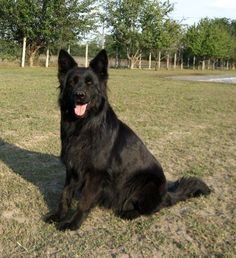 How can my dog become my loyal. 03332874135