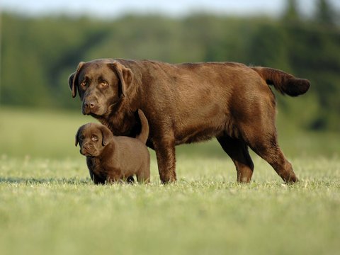 History of Domestication: How dogs became humans' companions from wolves. 03332874135
