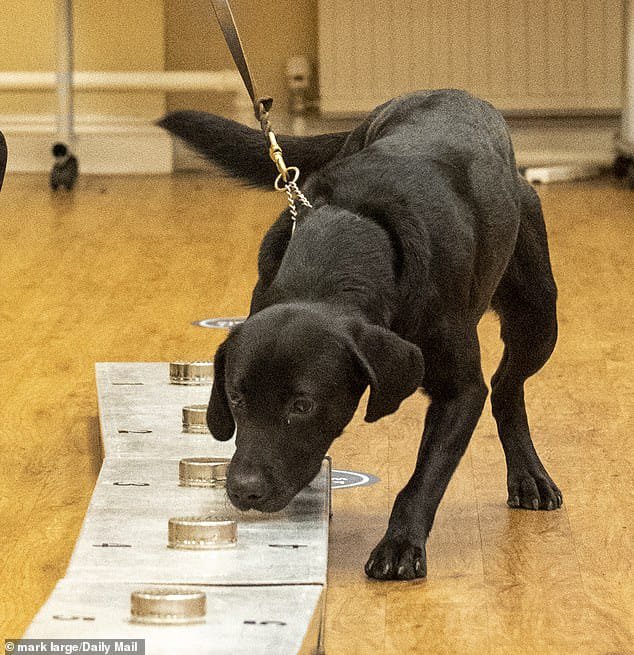 Information about dogs that can help us in our life: 03332874135