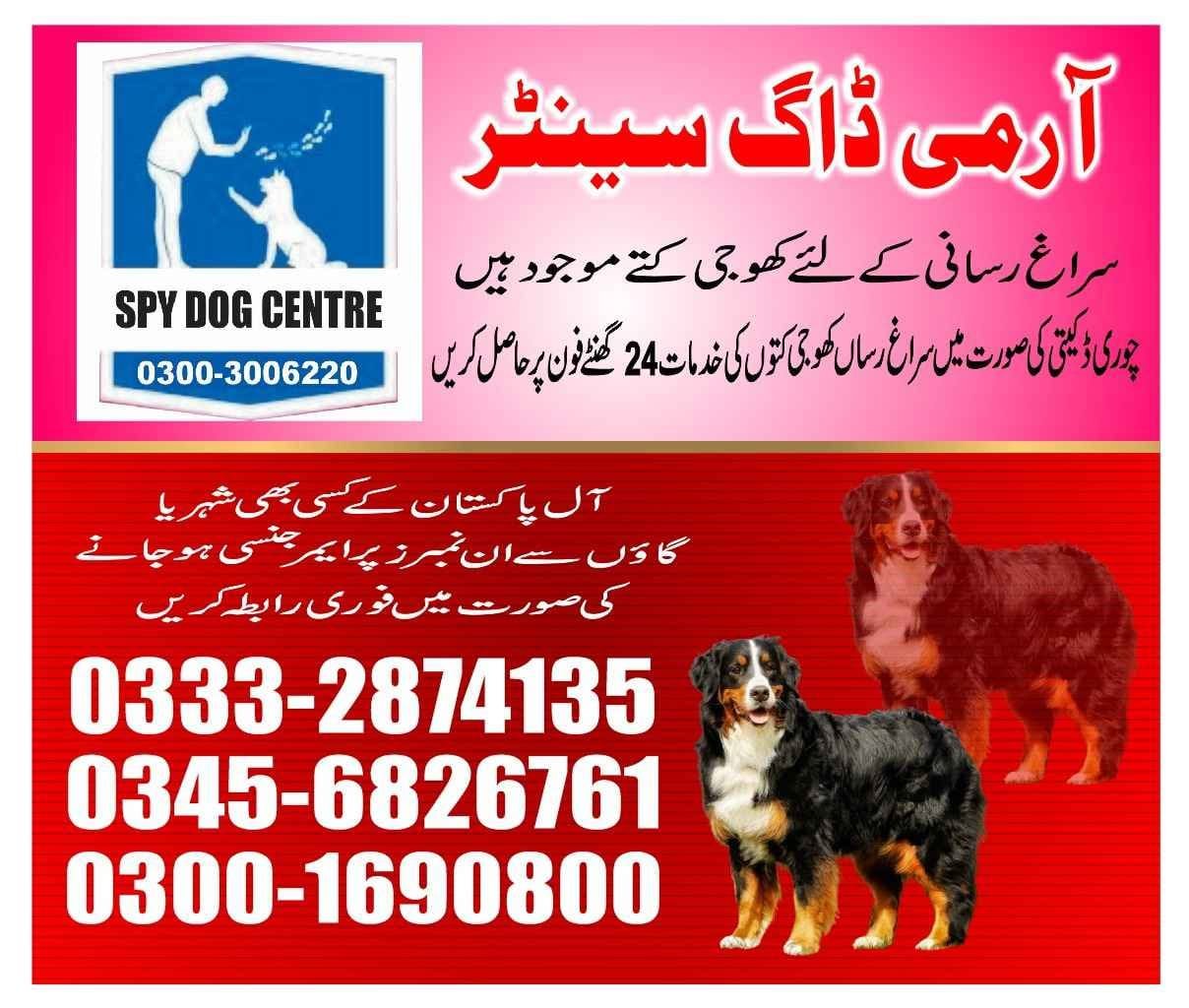 ARMY DOG CENTER | chaman 03332874135