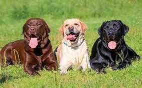 Can any dog live longer than there age? 03332874135