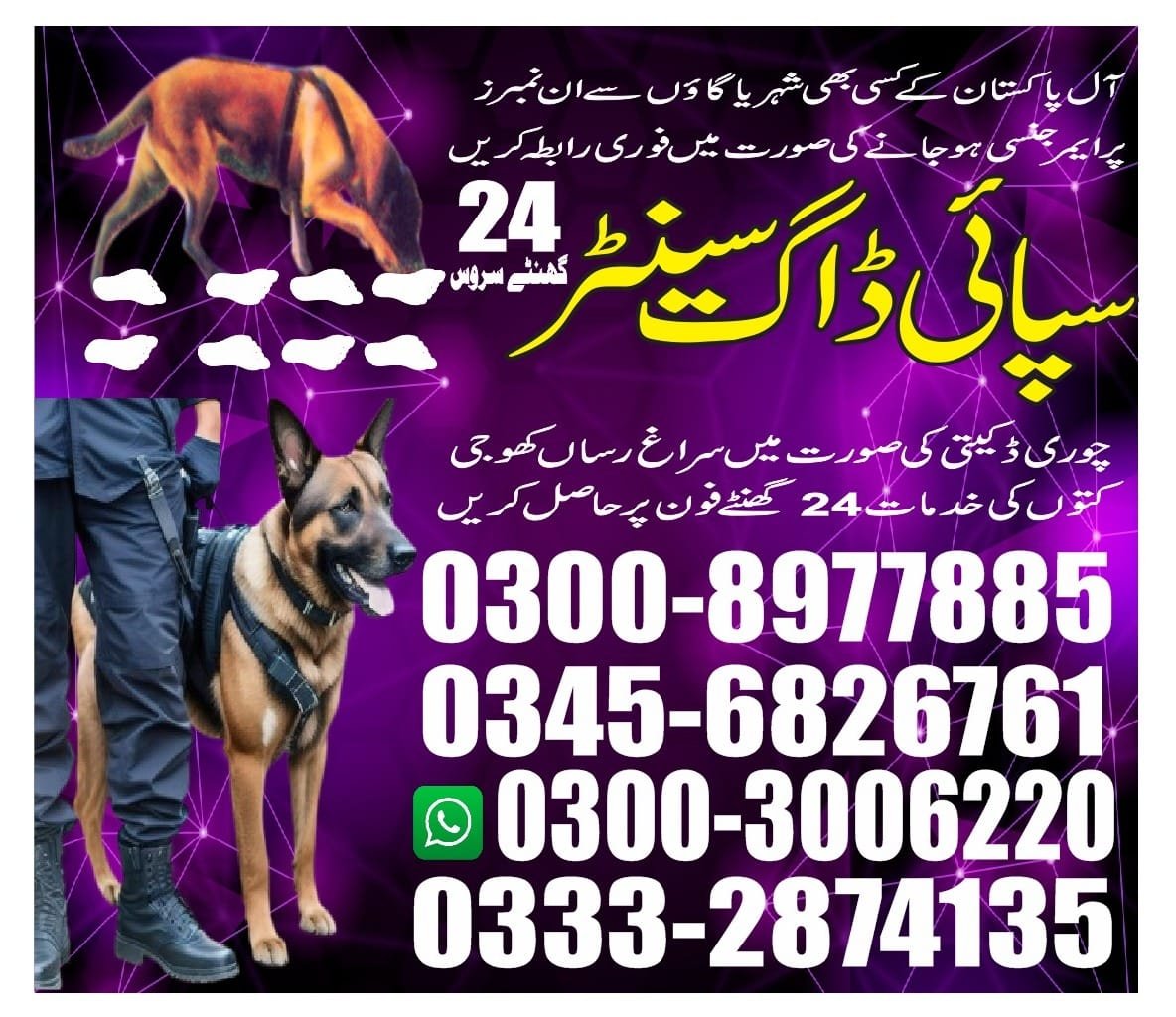 Professional Army Dog Center Chitral - Trained German Shepherd for Security Services