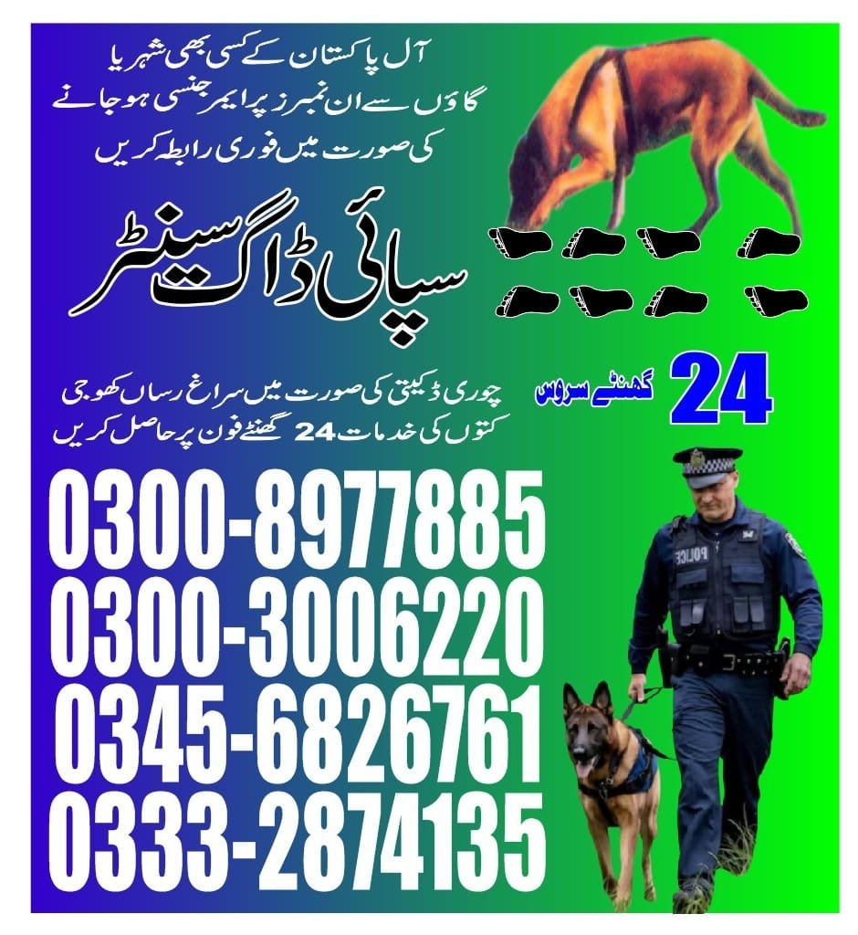 Professional Army Dog Center Haripur Hazara - Trained German Shepherd for Security Services