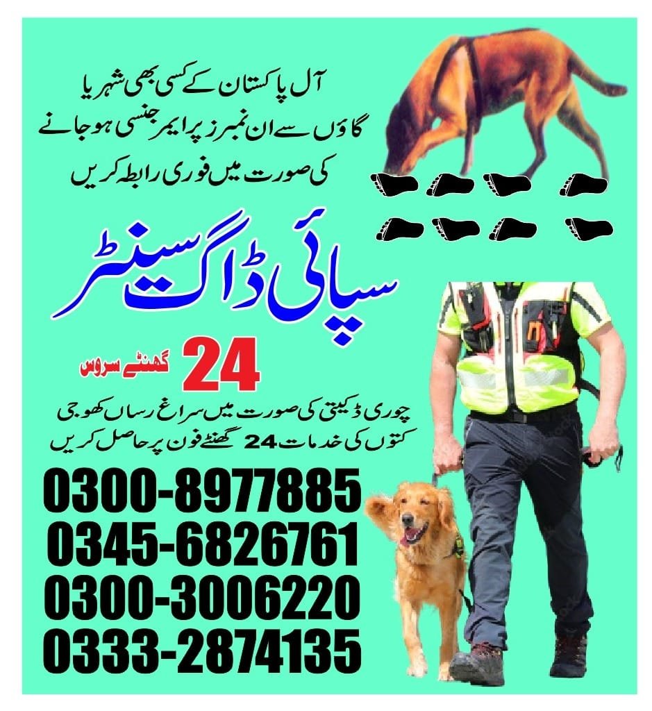 Professional Army Dog Center Kandiaro - Trained German Shepherd for Security Services