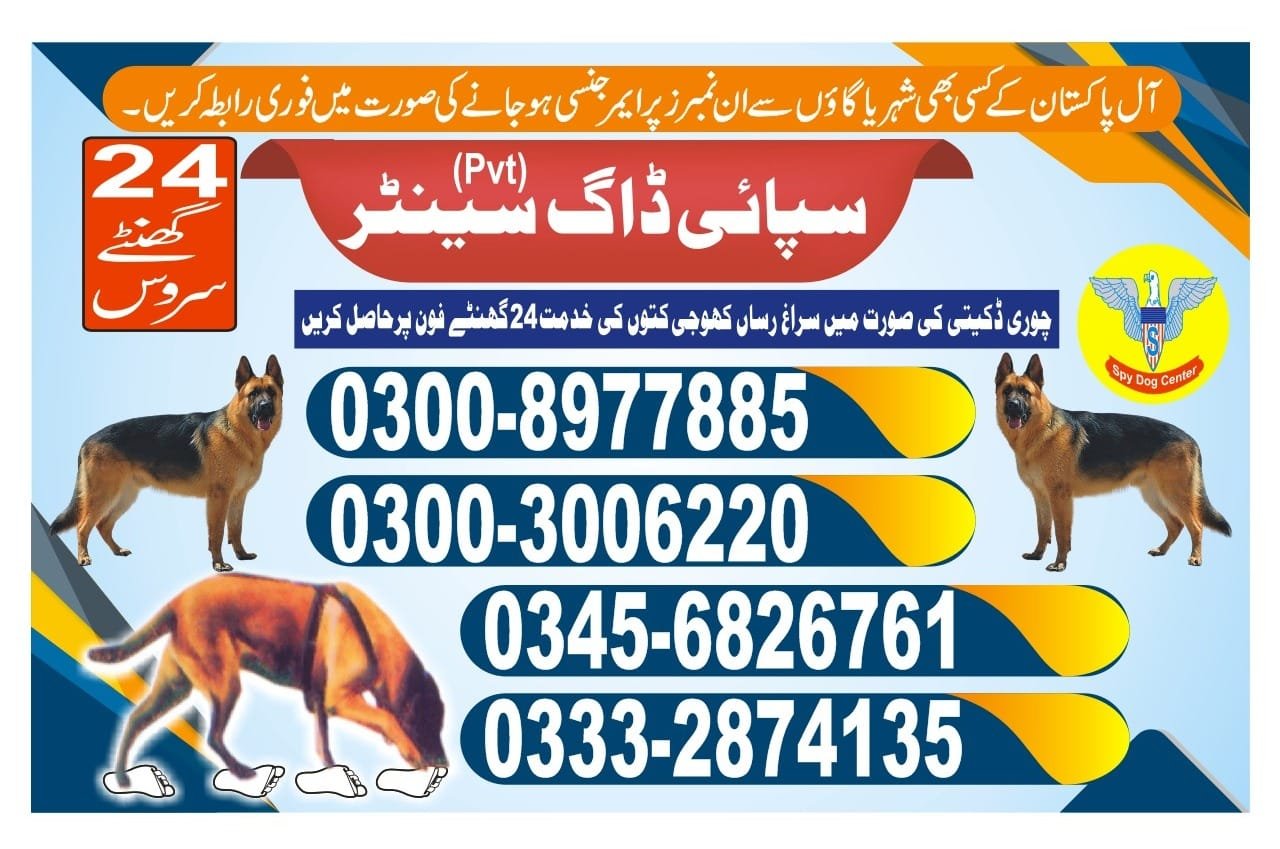 Professional Army Dog Center Mansehra - Trained German Shepherd for Security Services