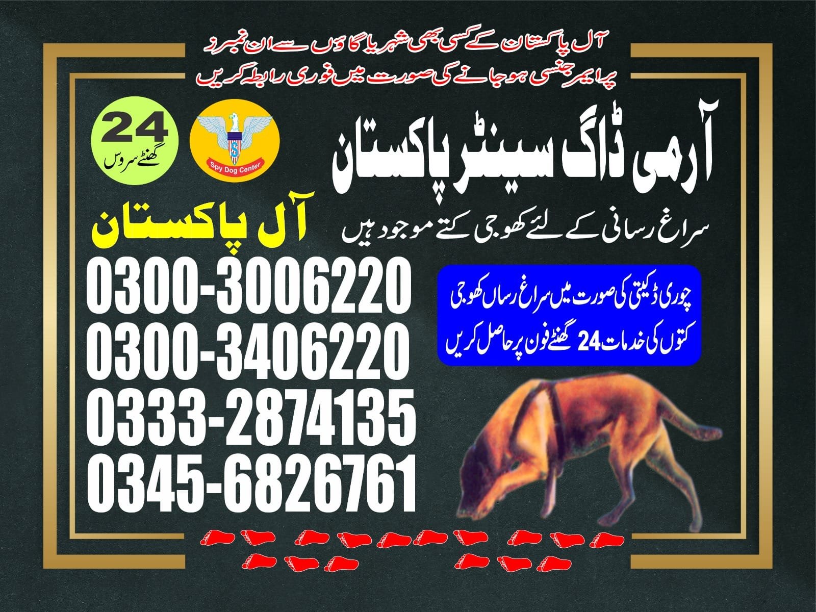 Professional Army Dog Center Nasirabad - Trained German Shepherd for Security Services