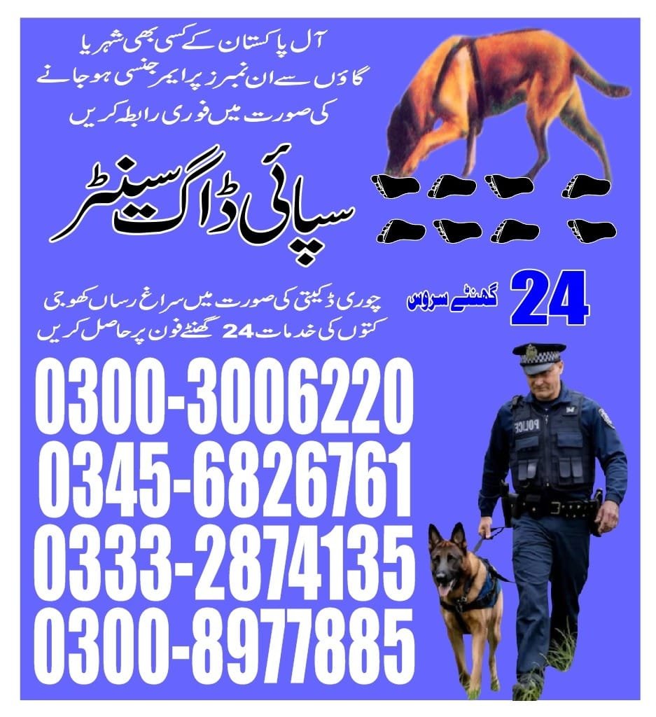 Professional Army Dog Center Pakistan - Trained German Shepherd for Security Services