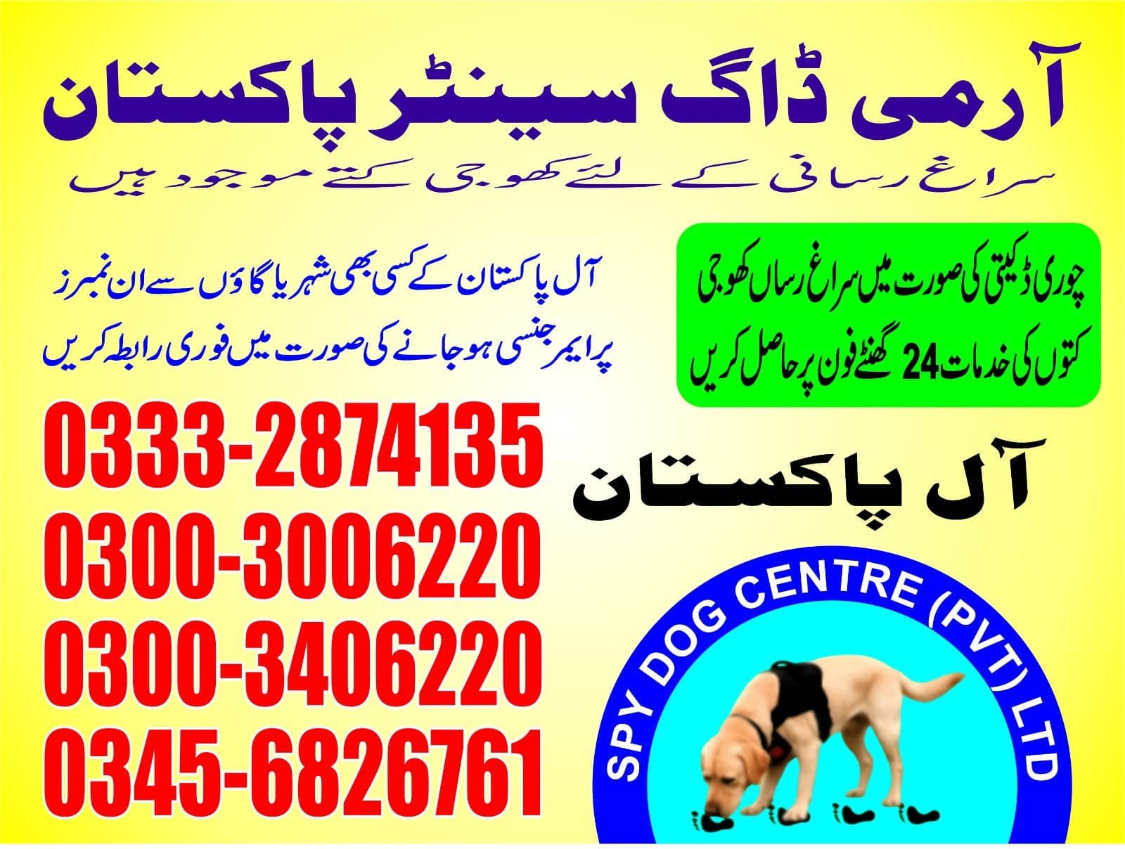 Professional Army Dog Center Peshawar - Trained German Shepherd for Security Services